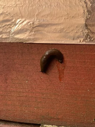 Doxmand öntapadós rézszalag csigák ellen – 50mm széles 10m hosszú