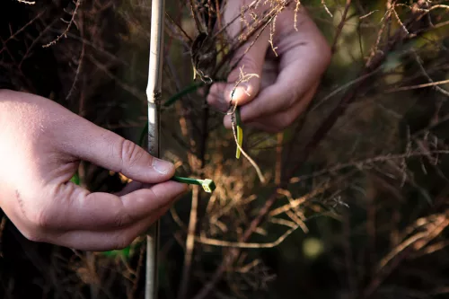 Neo Tools Kerti kötegelő, gyorskötöző 4,8x300mm, 50db, zöld