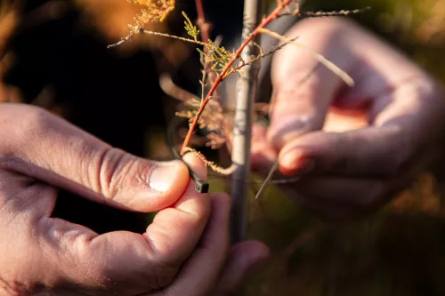 Neo Tools Kerti kötegelő, gyorskötöző 4,8x160mm, 50db, barna