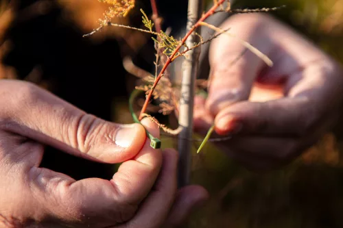 Neo Tools Kerti kötegelő, gyorskötöző 4,8x160mm, 50db, zöld