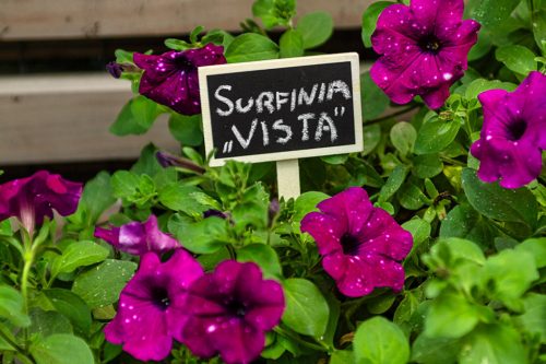 Verto Leszúrható növényjelölő tábla, 5db