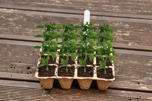 Verto Palántázó tálca, 16x12x4,5cm, 5 db/cs