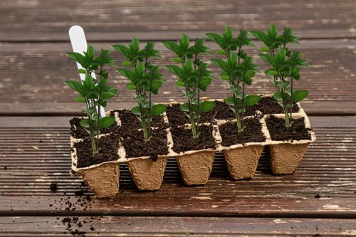 Verto Palántázó tálca, 22x8,5x5,5cm, 10 db/cs