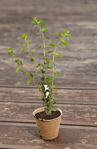 Verto Palántázó doboz+ tálca készlet, papír, 88db-os